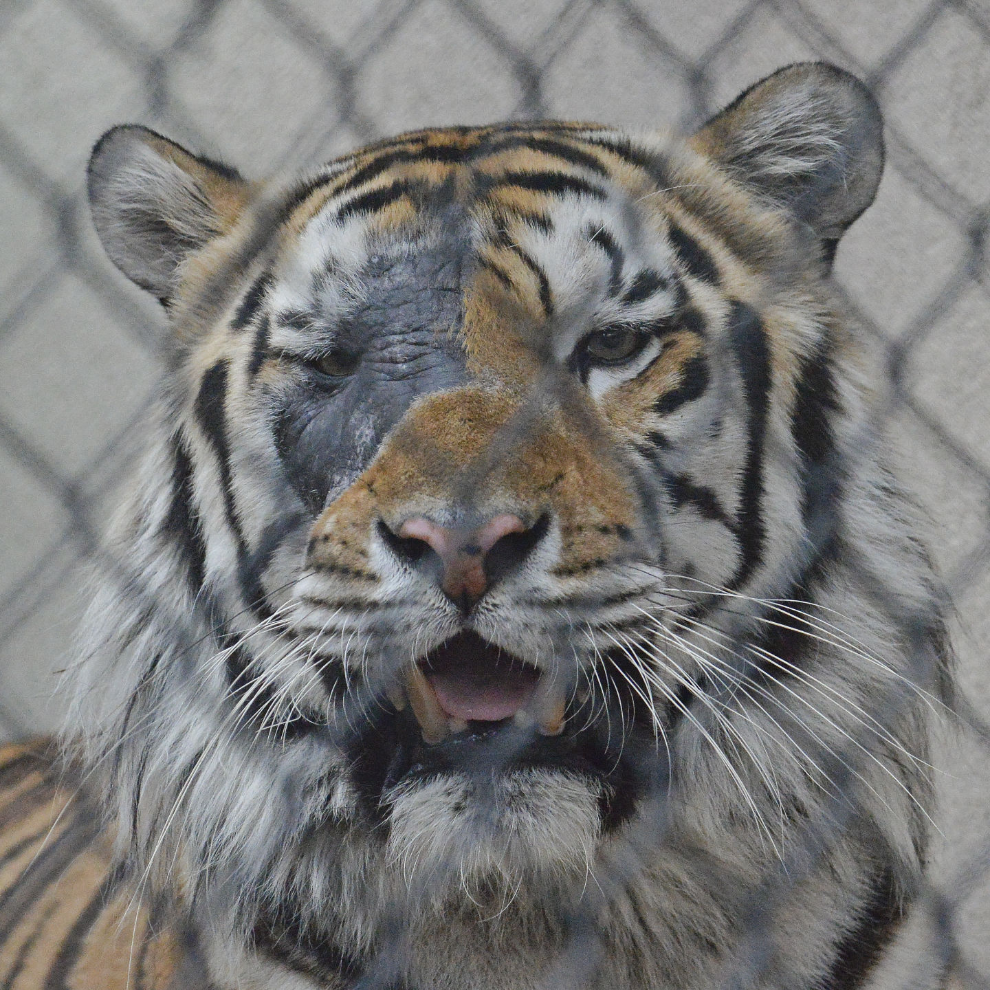 MikeTiger.adv HS 107.jpg